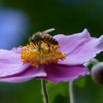 Обрабатывая растения средствами защиты, не наносите вред медоносным пчелам