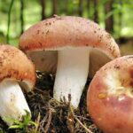 Специалисты назвали грибы, которые накапливают больше всего радиации