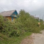 Аварийный клен в деревне Единство срезали