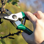 Санитарная, формовочная, омолаживающая обрезка: как правильно ухаживать за зелеными насаждениями