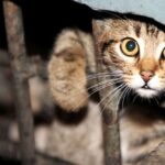 В Беларуси ввели наказание за выброшенное животное