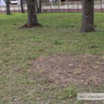 В городском парке в Чечерске наведен порядок