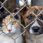 Хотите помочь животным деньгами? Узнайте, что говорит закон