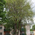 Деревья, растущие по ул. Советской в Чечерске, в срезке не нуждаются
